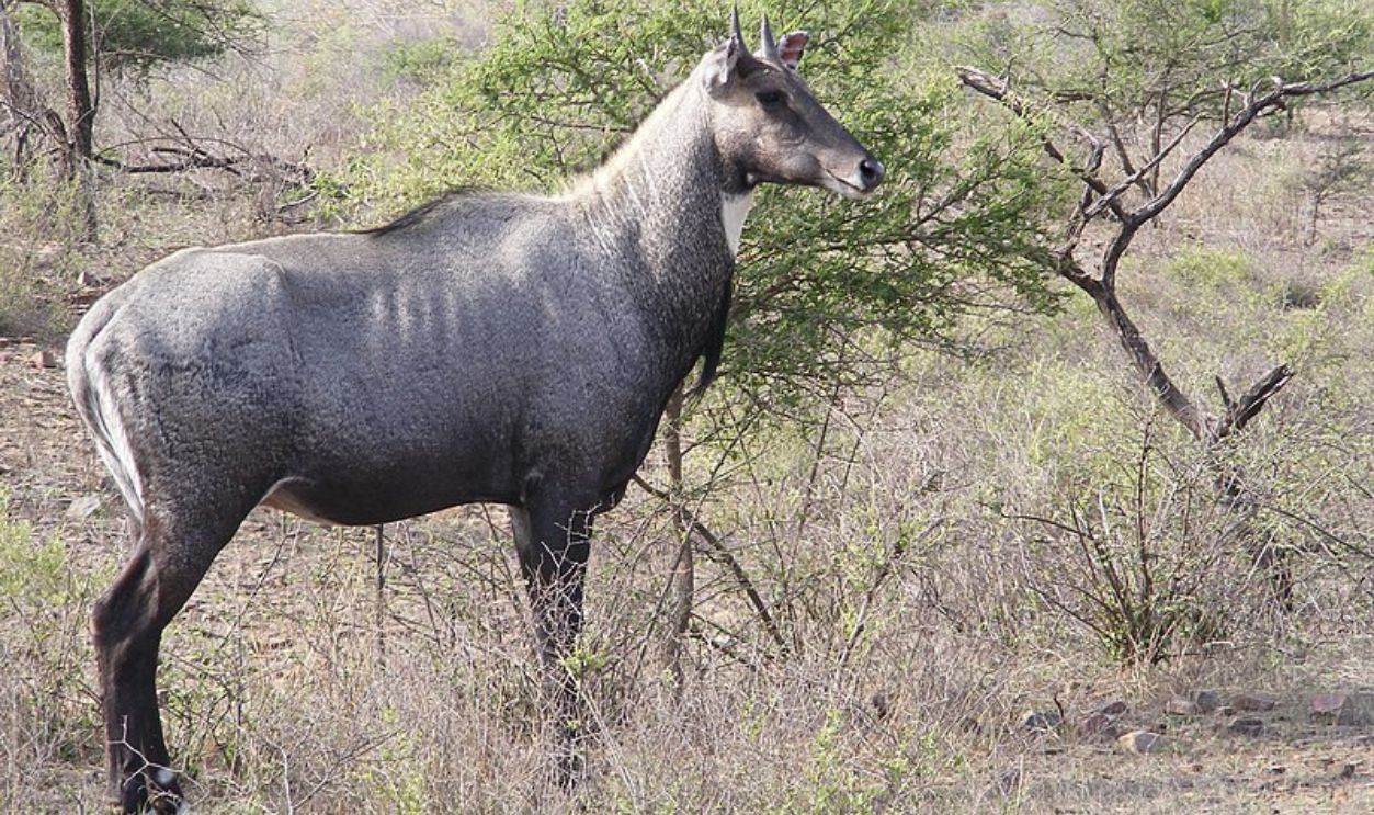 There Are Also Antelopes