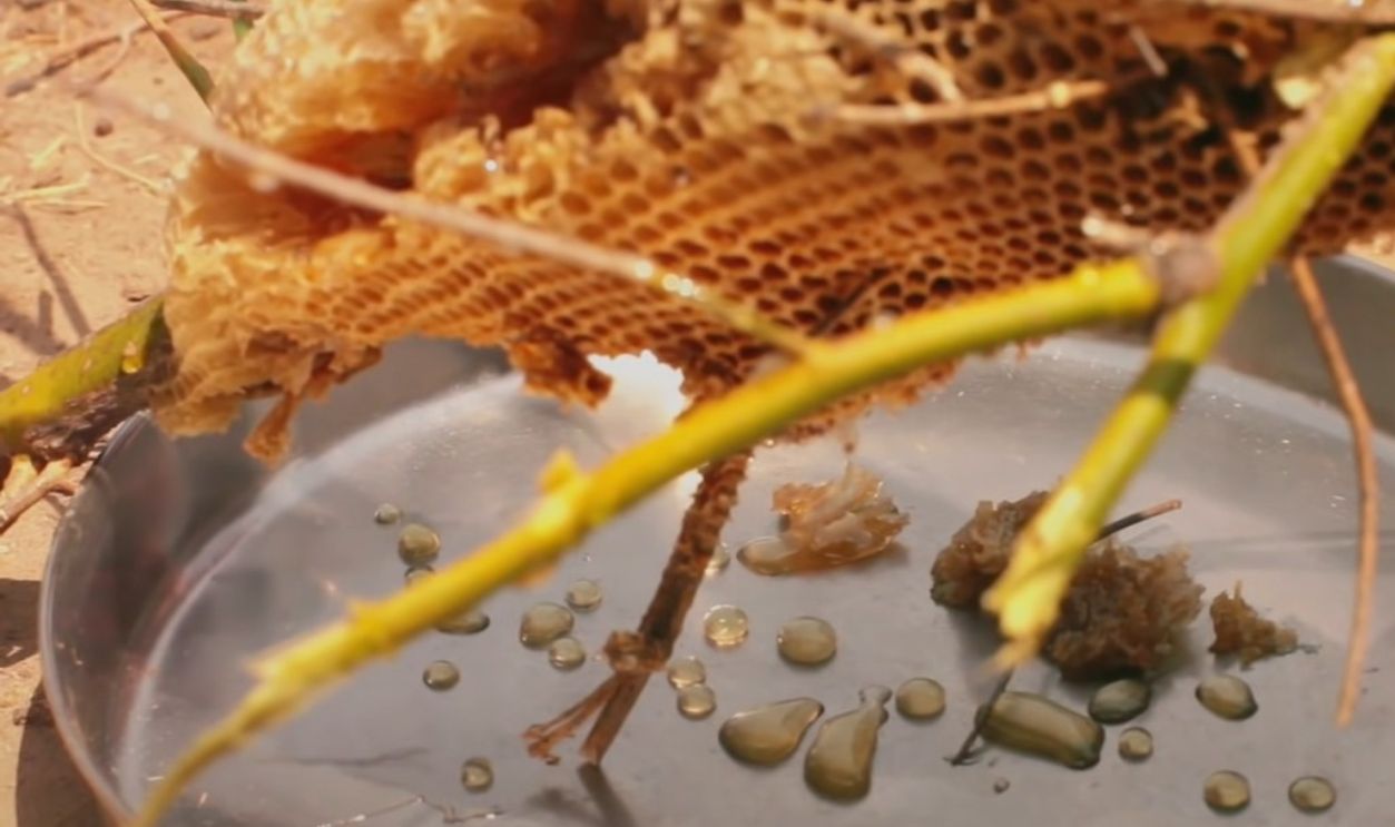 They Also Hunt For Honey