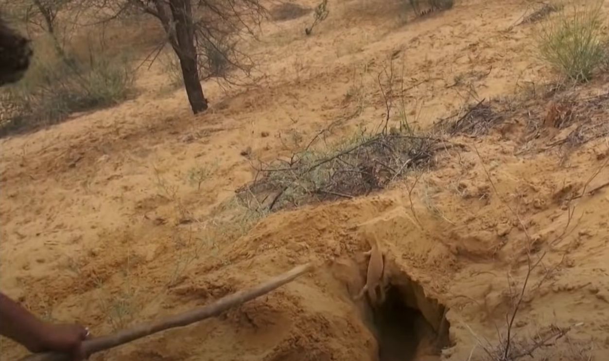 They Can Still Find Desert Animals