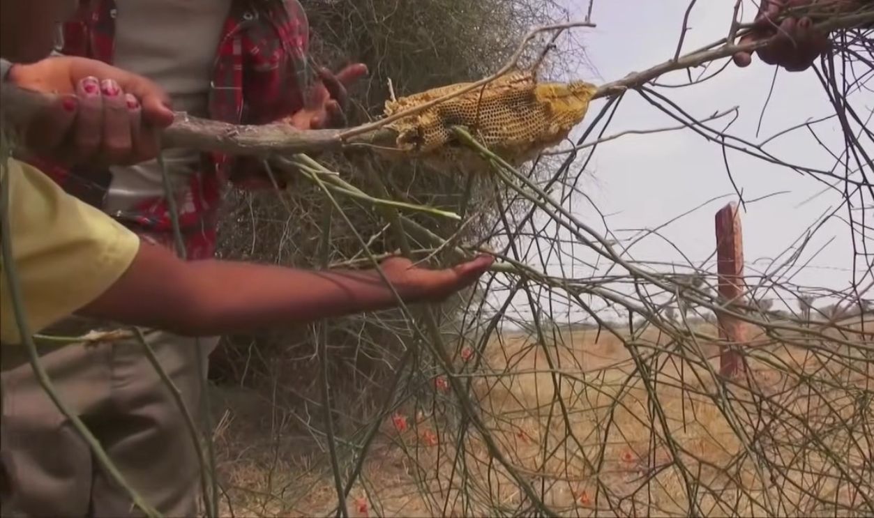 They Hunt With A Beedi