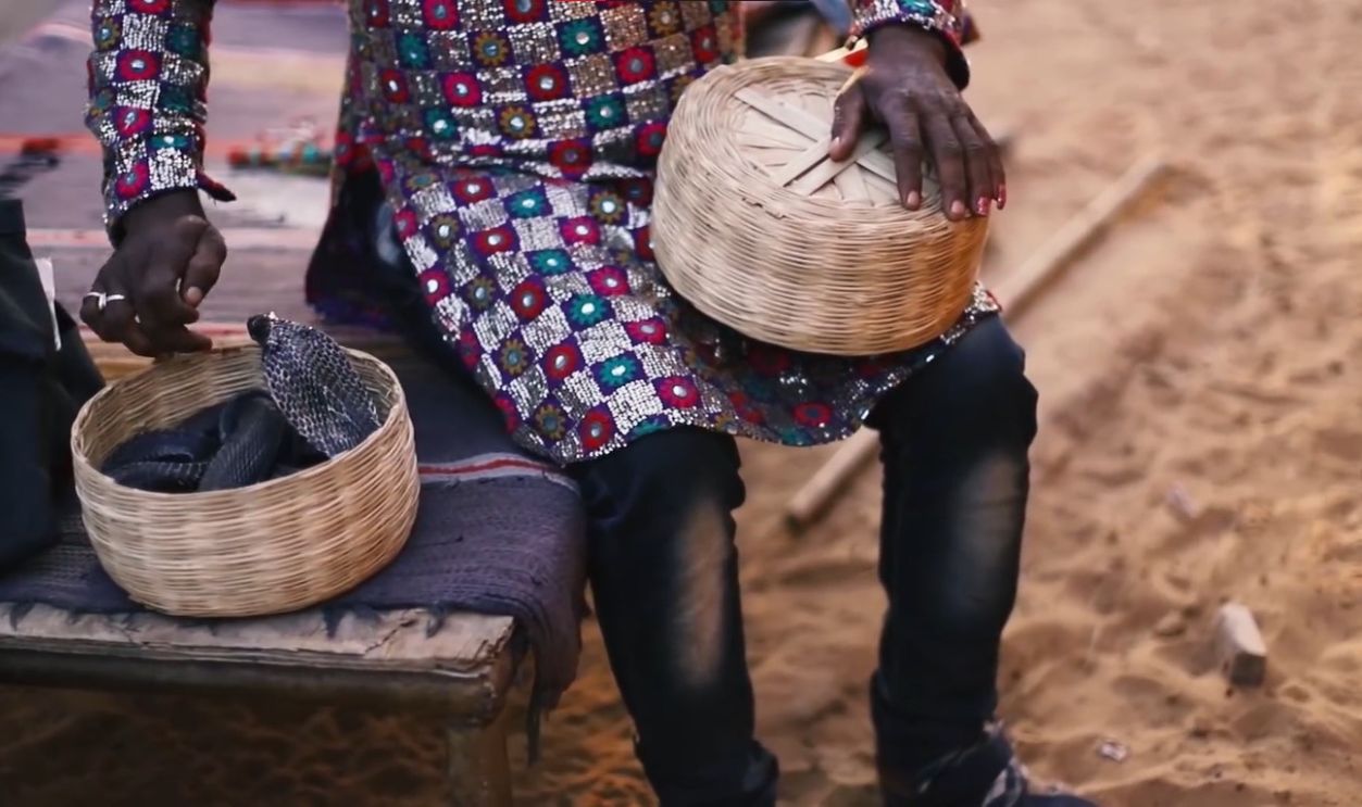 Saperas Don't Harm Snakes