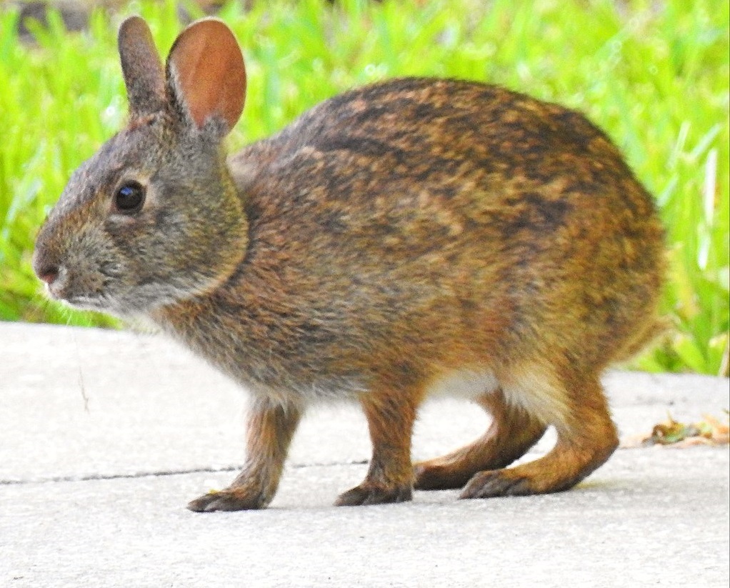 Marsh Rabbit Icon - 2019