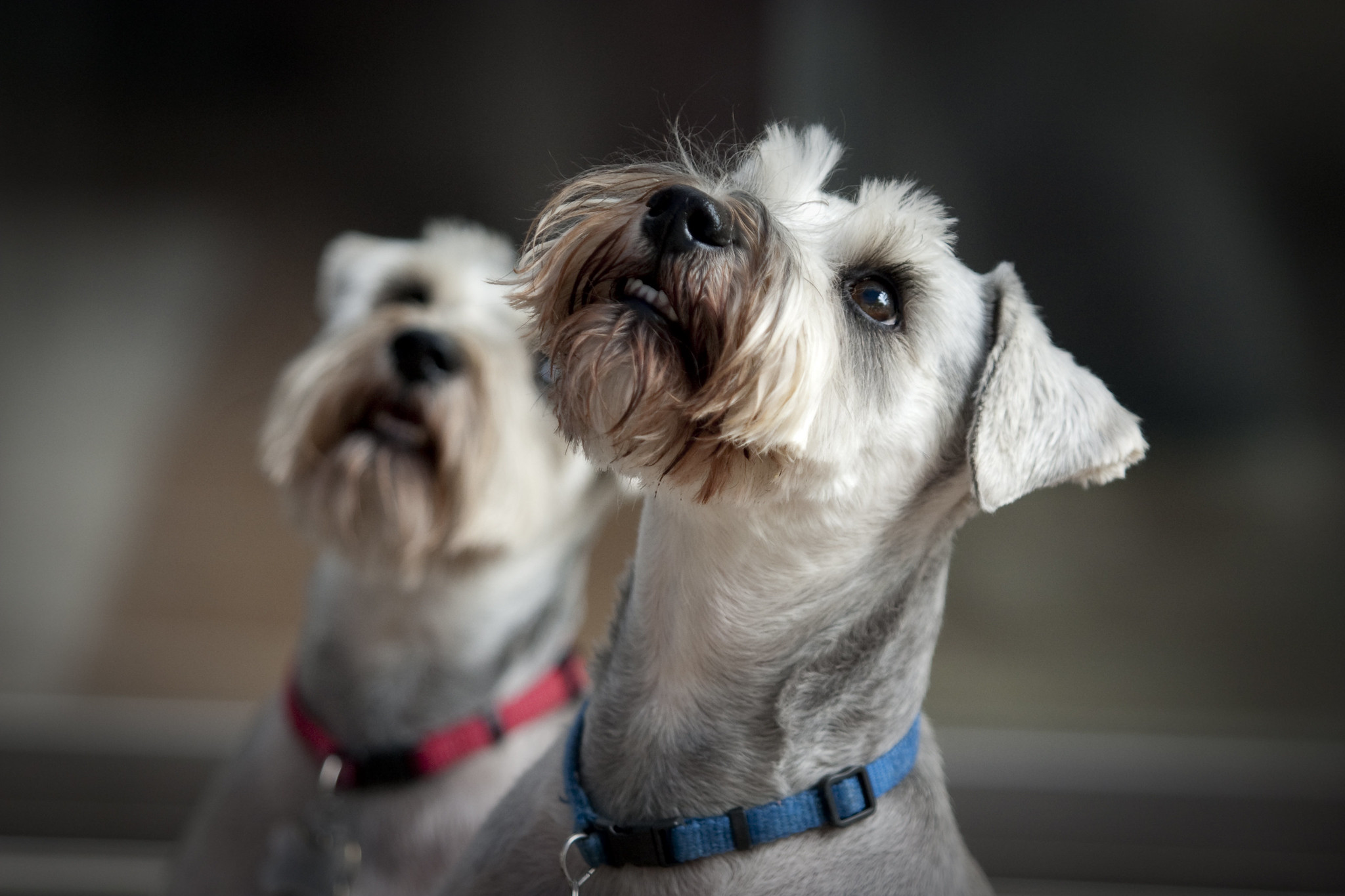 Miniature Schnauzers