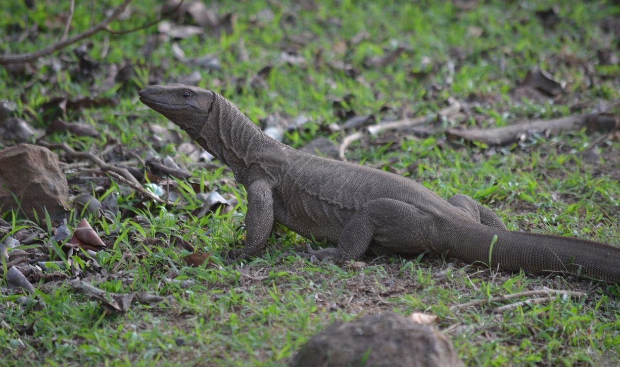 Bengal monitor lizard