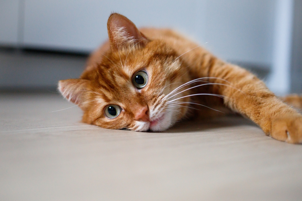 Cute ginger cat lying on the floor