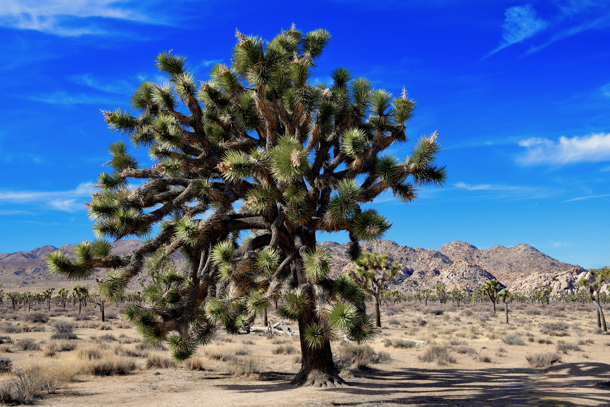 Joshua Trees in Joshua Tree National Park.