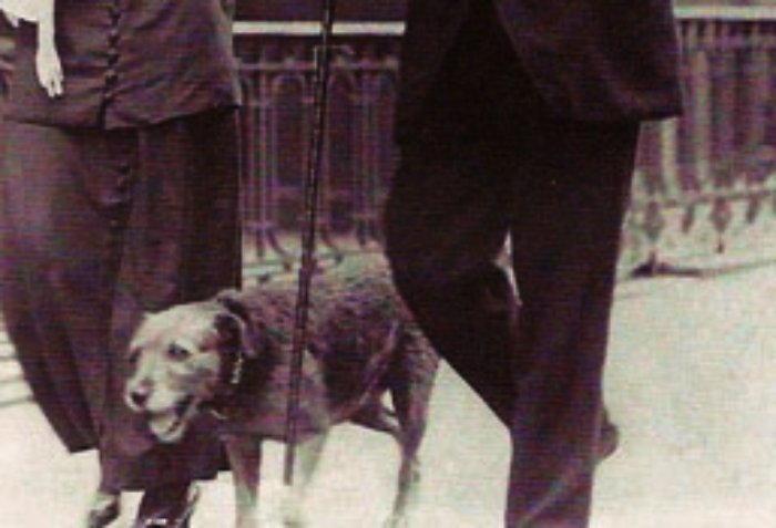 An Airedale Terrier named Kitty