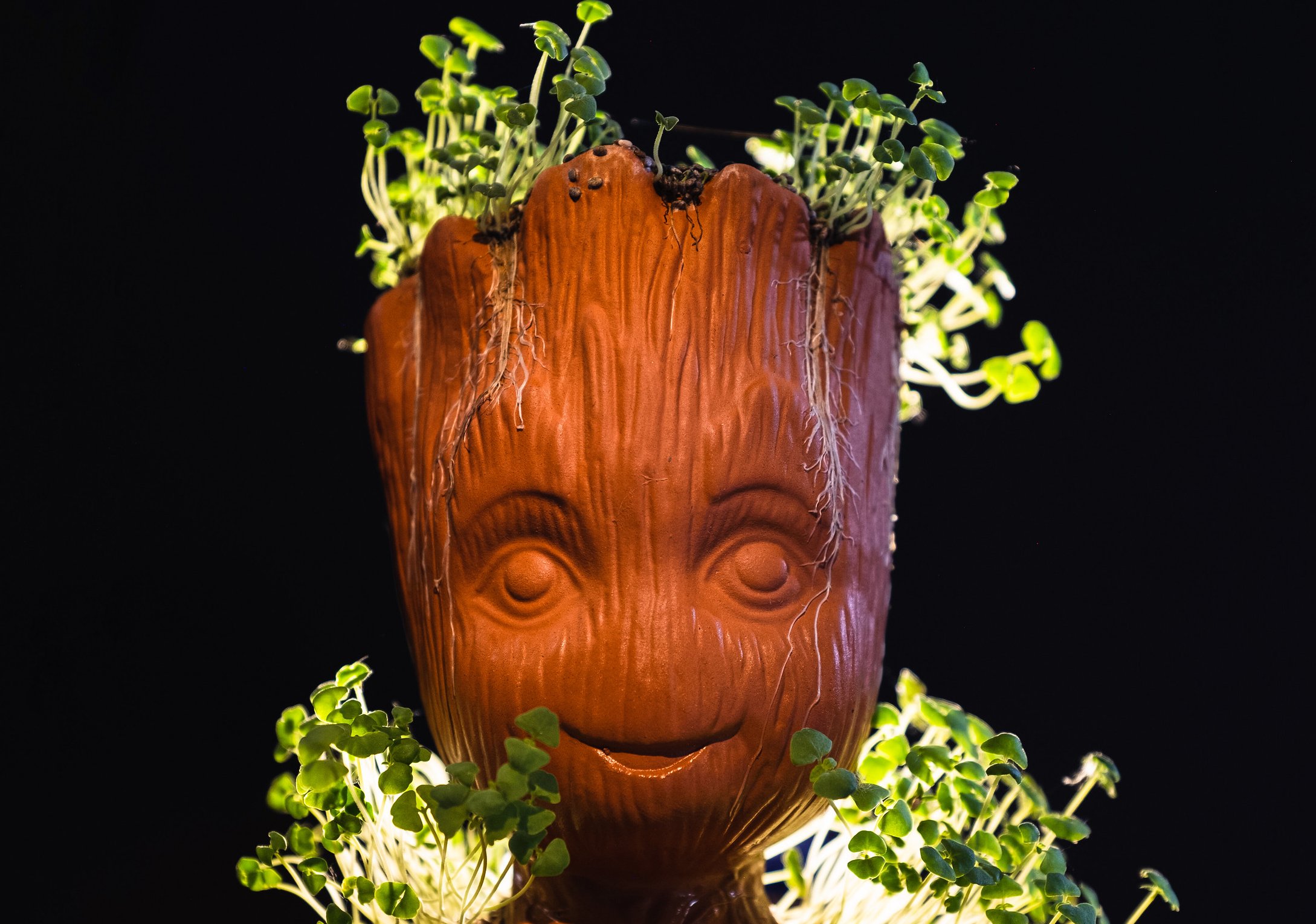 Chia Pet the Baby Groot