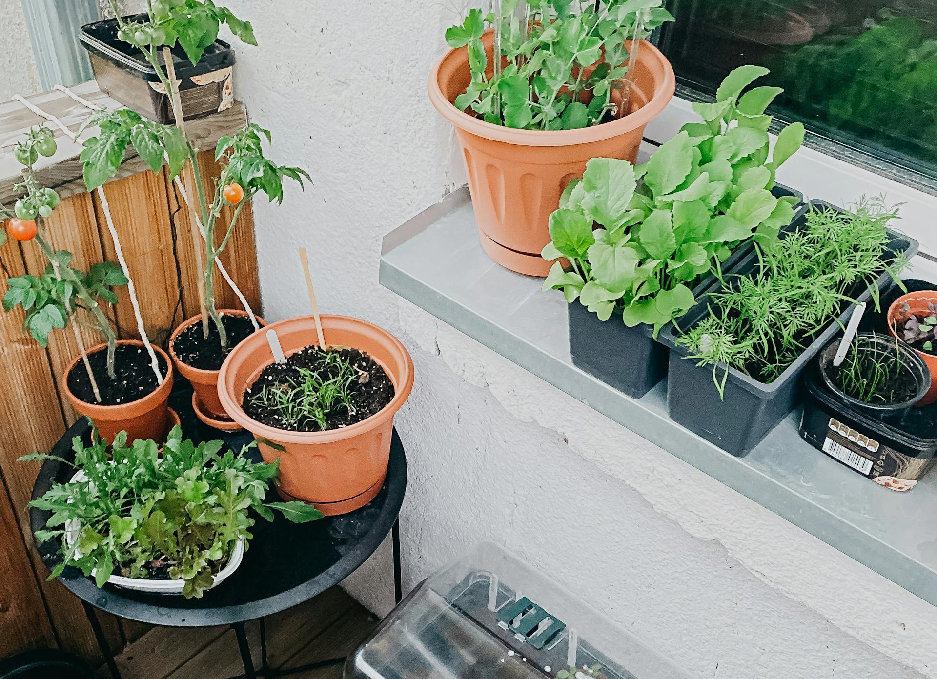 Various potted houseplants placed on windowsill and table