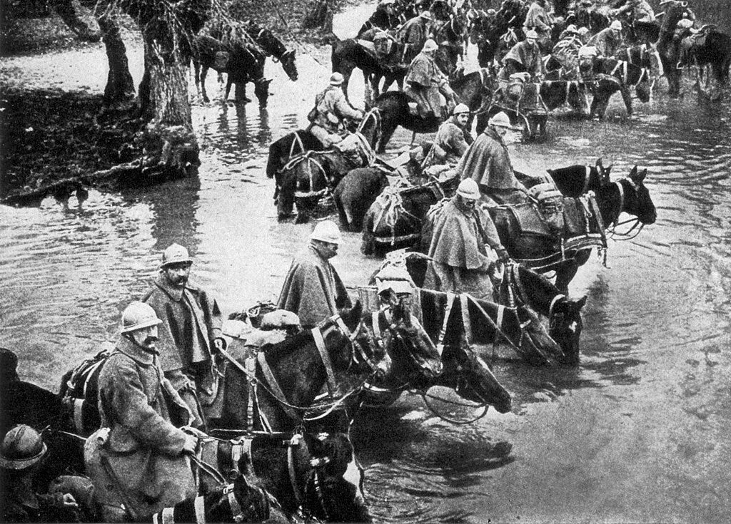 French train horses resting in a river on their way to Verdun