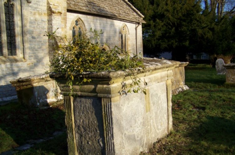 Mistletoe in the churchyard, Holy Cross Church