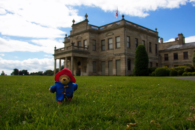 A miniature Paddington Bear stands on a lush green lawn