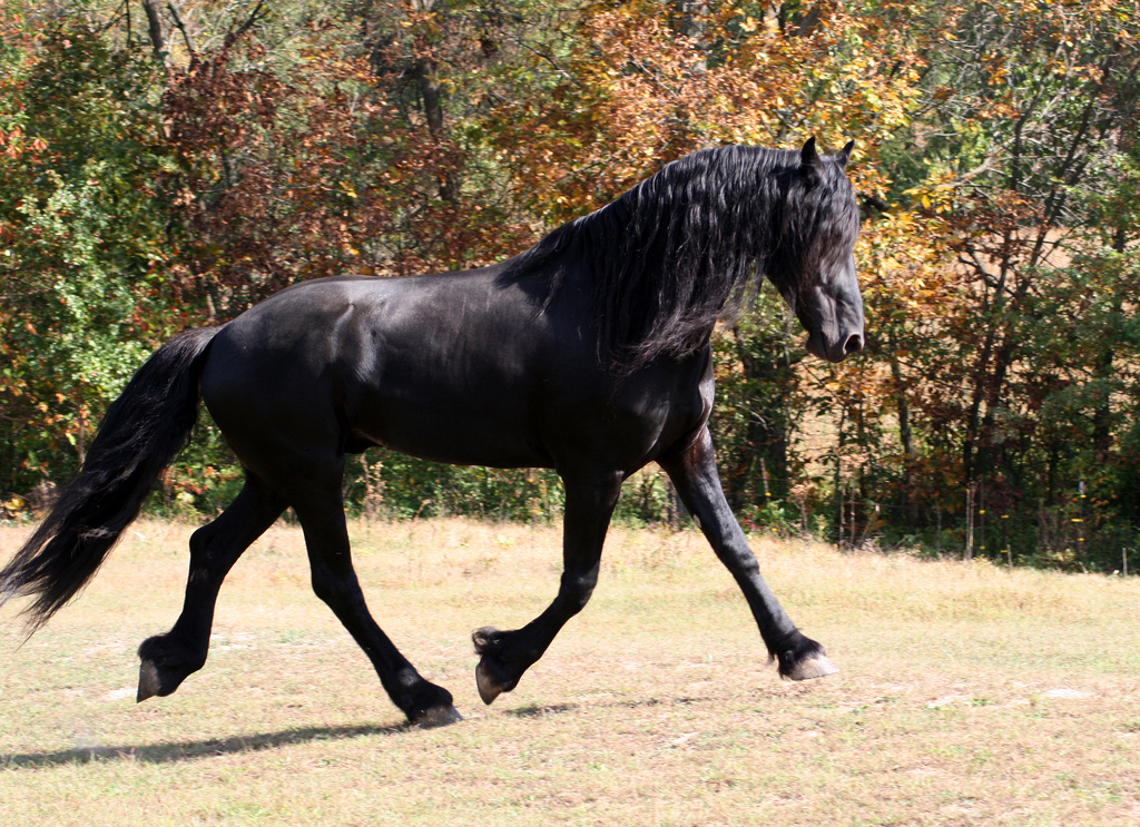 A majestic black Friesian horse gallops across a grassy field.