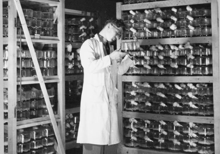 A laboratory worker checks on one of the 4000 flasks