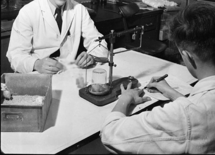 In a research laboratory, scientists inoculate mice with penicillin