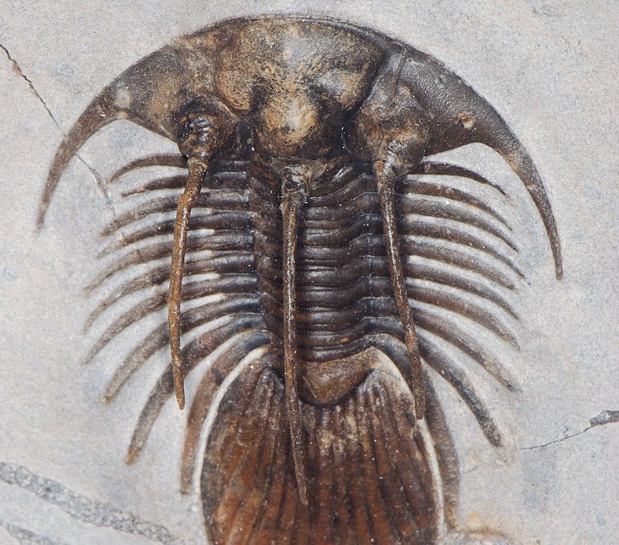 Closeup of Kolihapeltis 