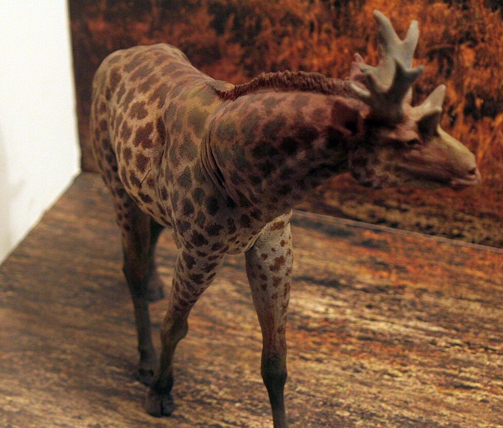 Sivatherium in Warsaw museum