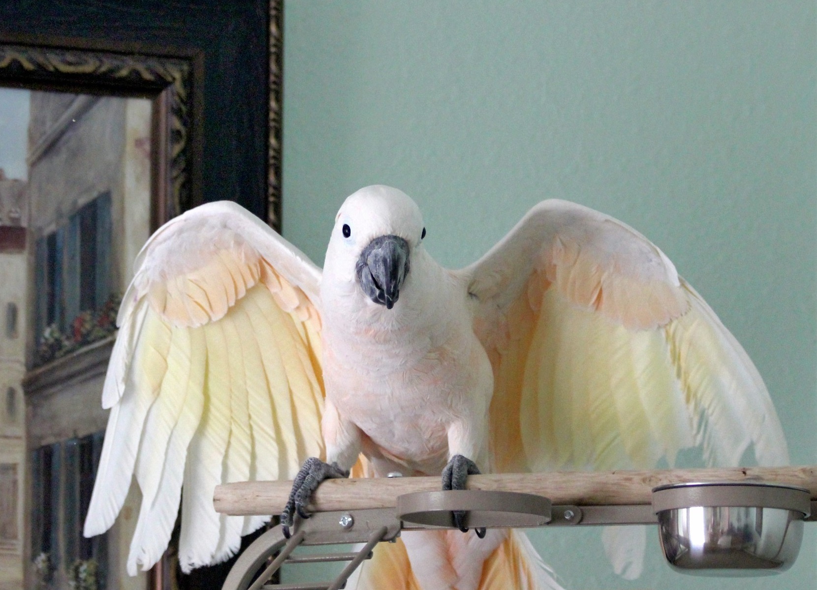 White Moluccan Cockatoo