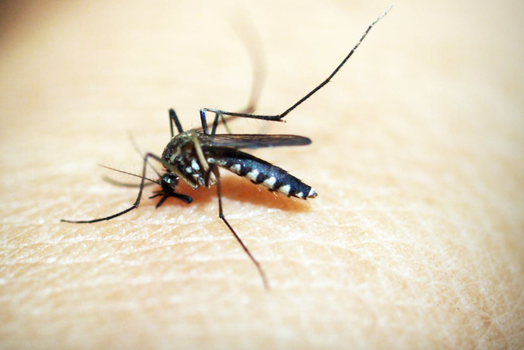Black Mosquito on Person's Skin