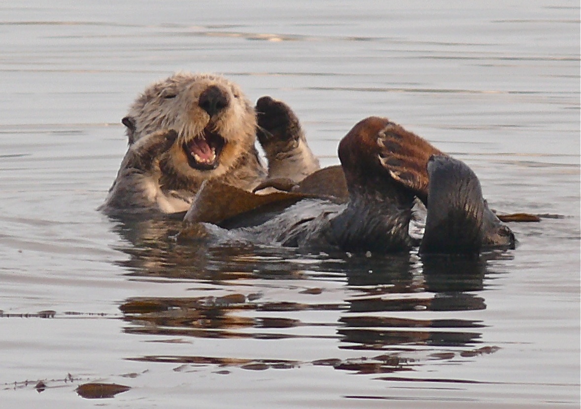 Sea Otter in the water.