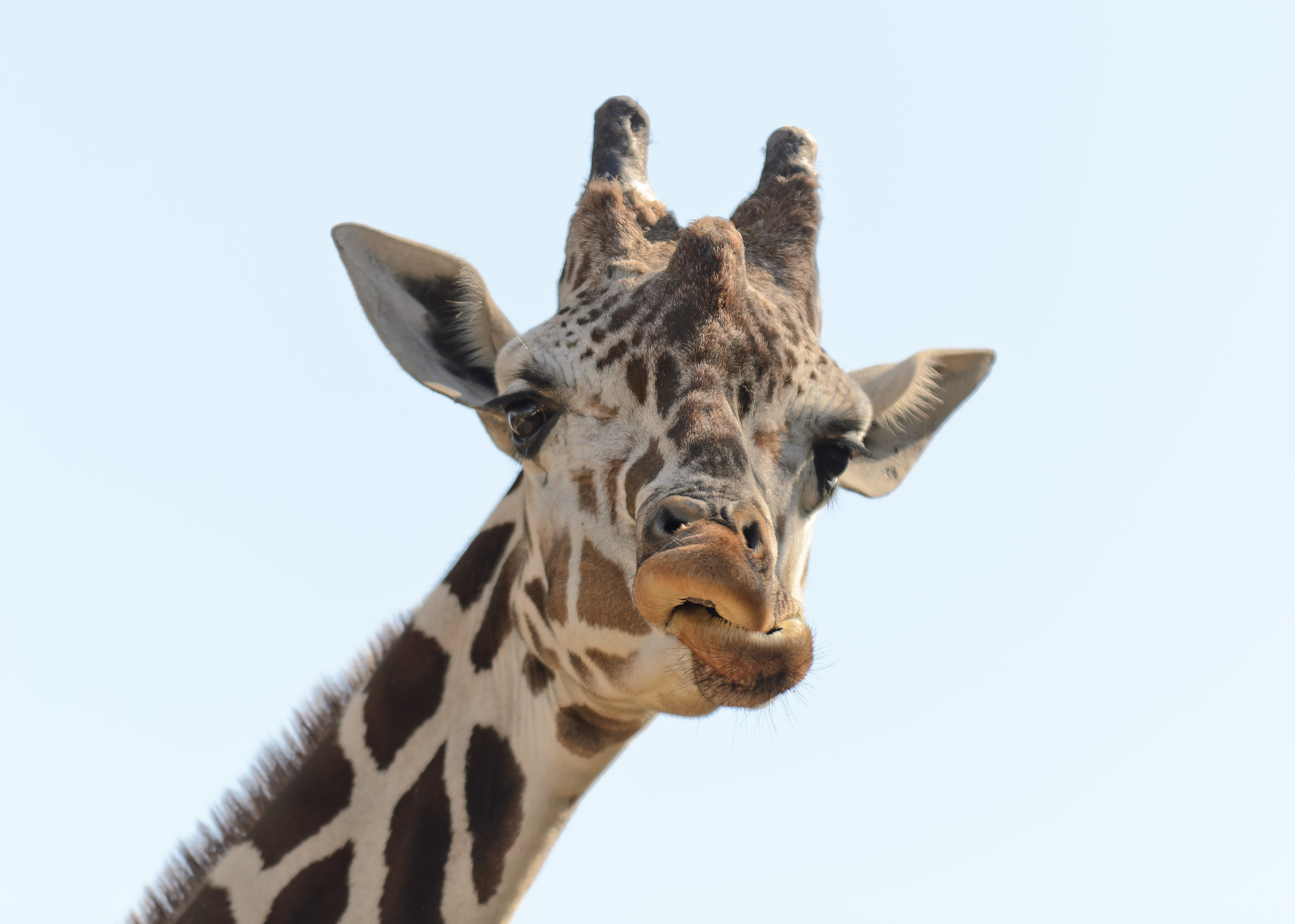 A giraffe making a funny face.