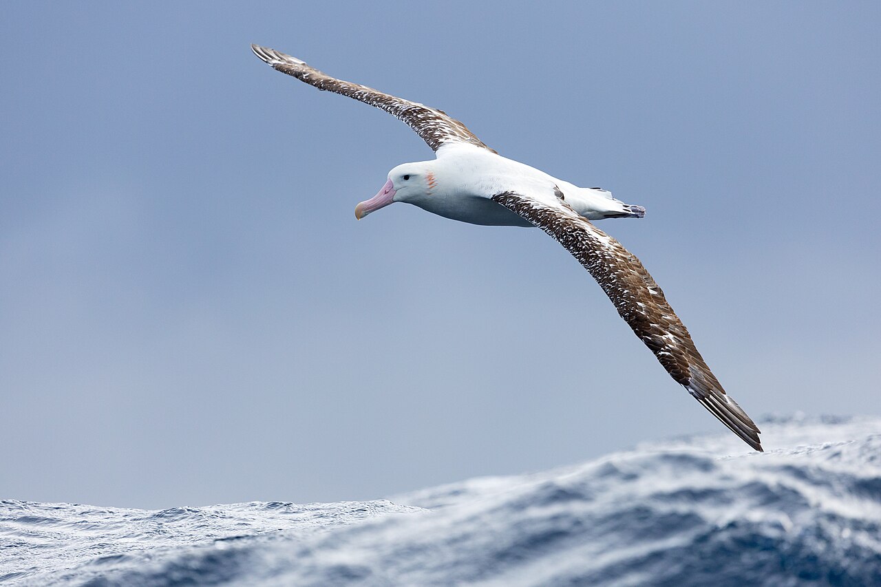 Albatross in flight over sea.