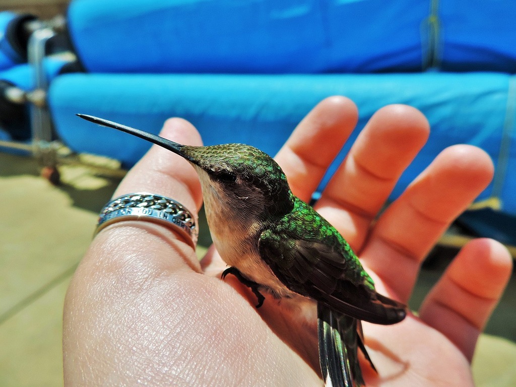 A small hummingbird perched on a persons hand
