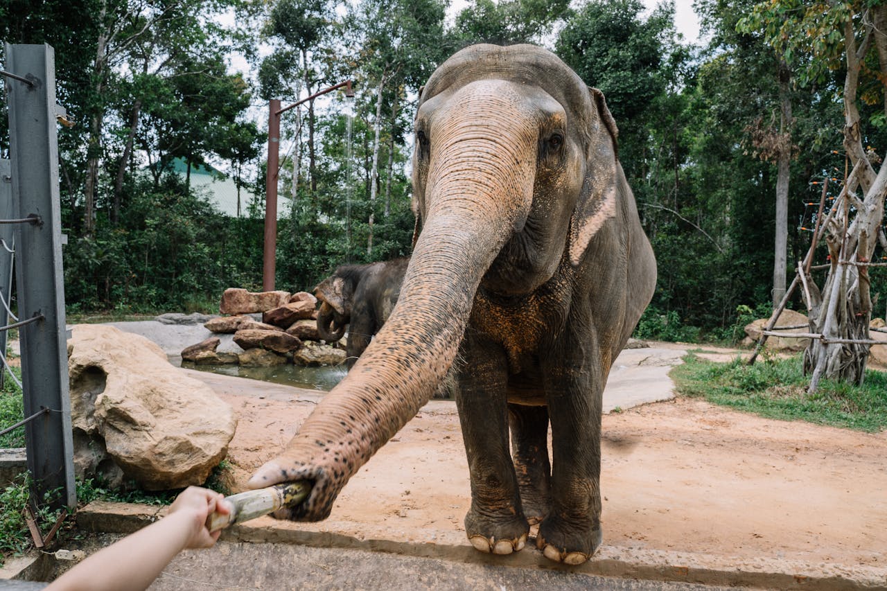 A Person Feeding a Elephant.