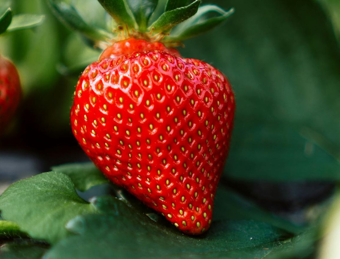 Close-up of Strawberry