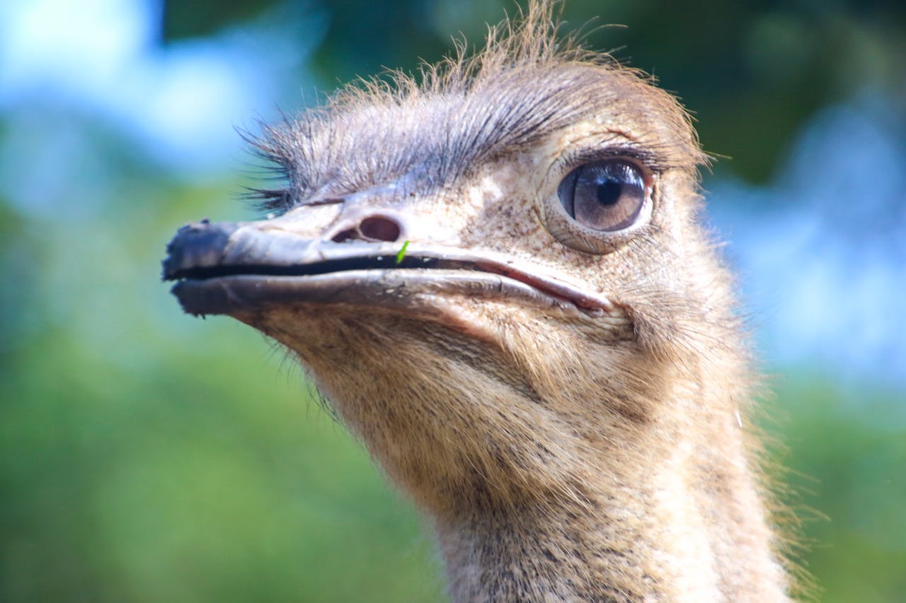 Closeup Photo of Ostrich Head
