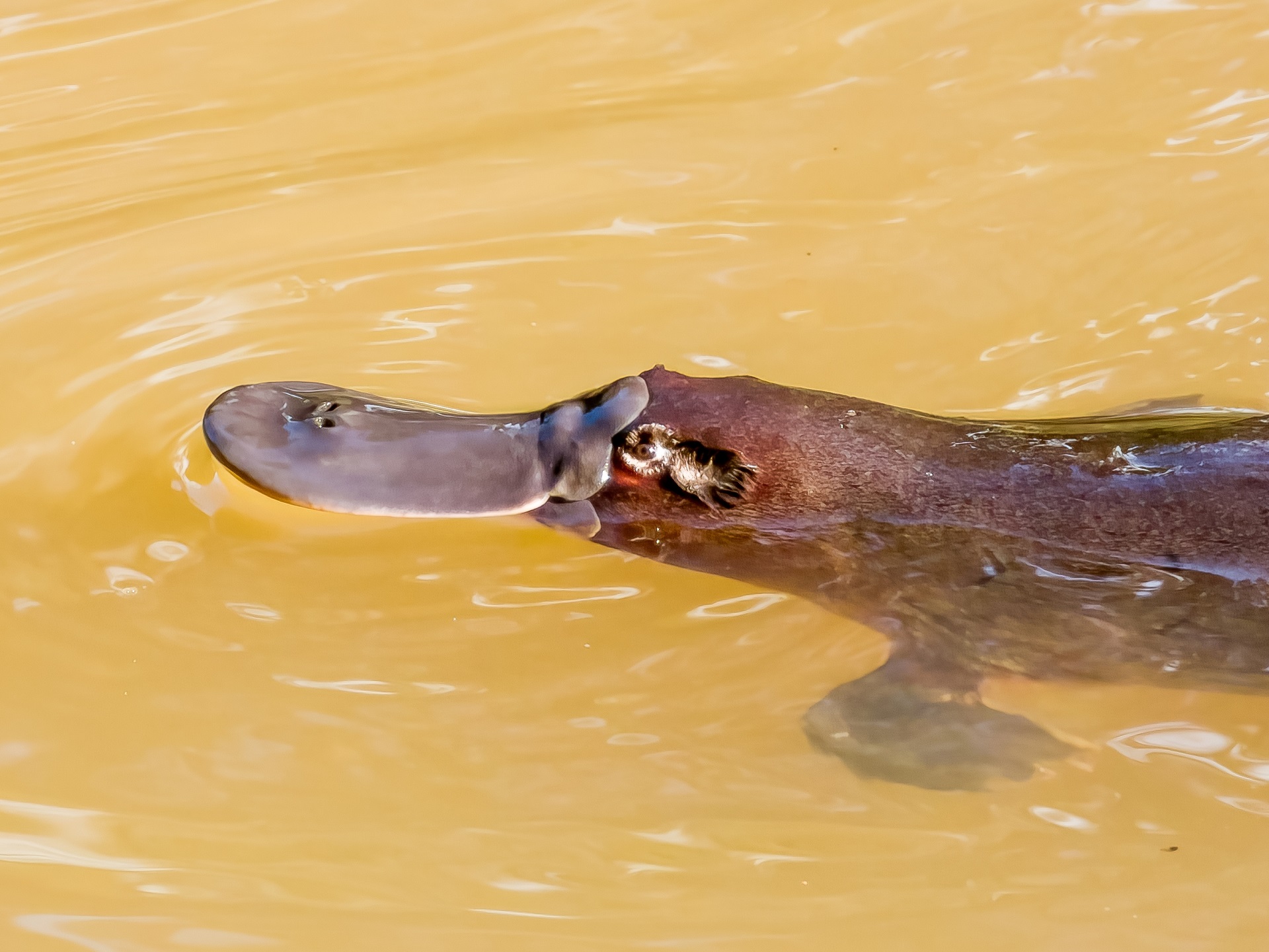 Platypus Animal in Queensland Australia
