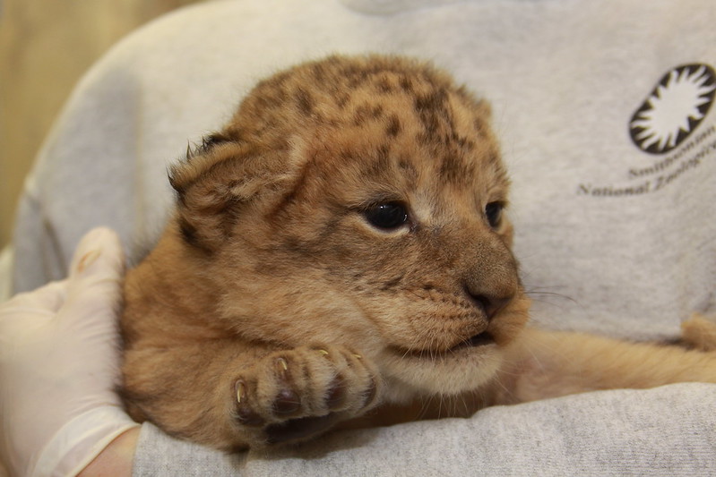 image of baby lion