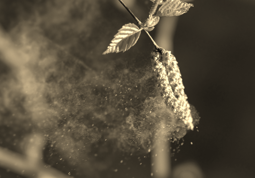 Birch pollen, blown up by the wind
