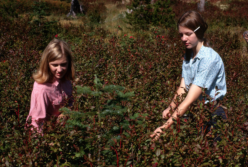 Huckleberry picking