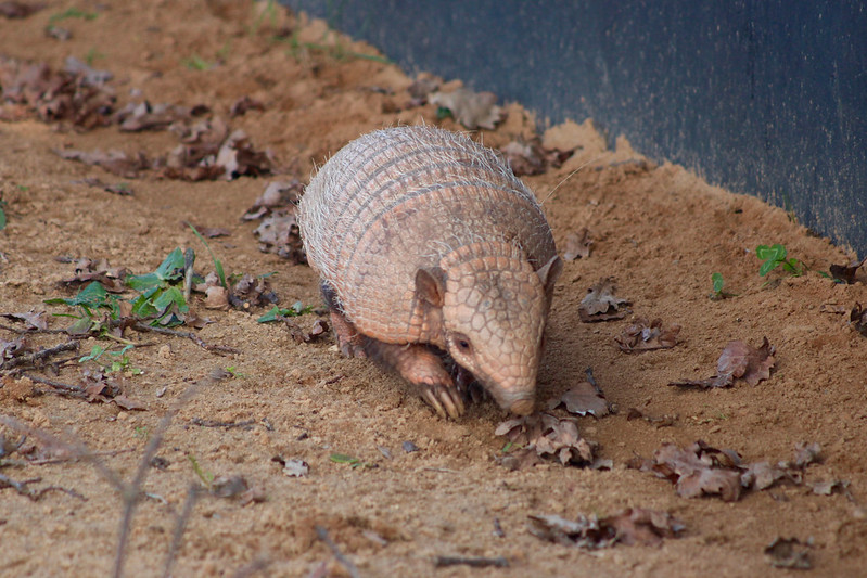 Armadillo