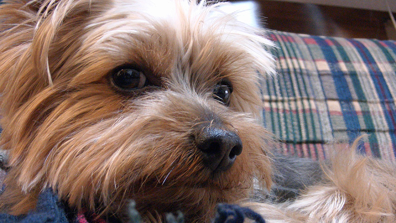 Yorkshire Terrier