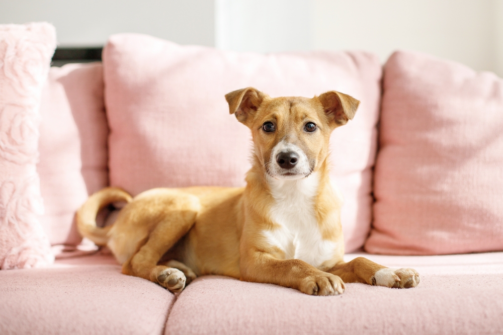 small dog on home pink cozy soft sofa