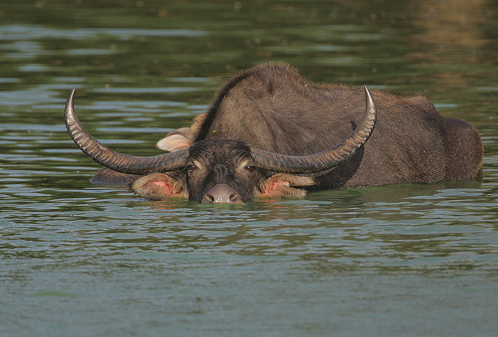 Bull Water Buffalo