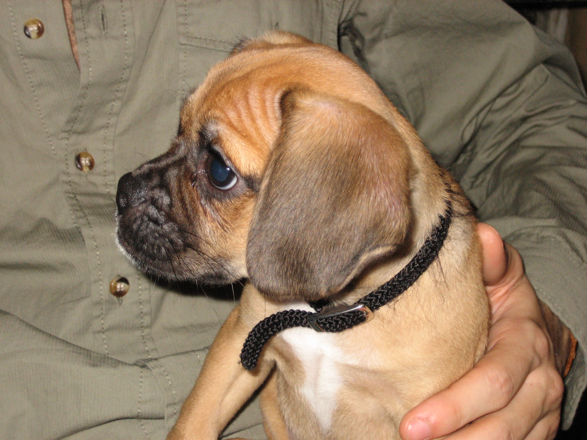 Pug and Beagle: Puggle