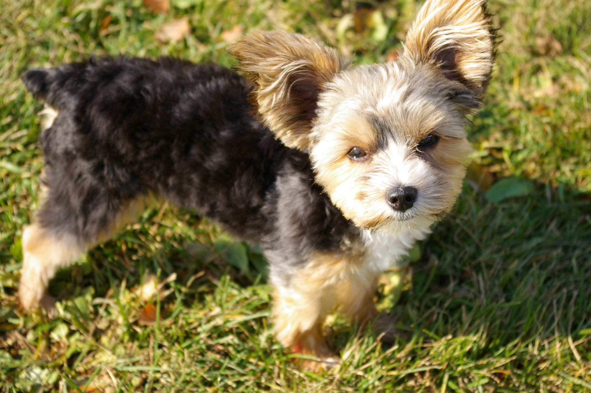 Maltese & Yorkshire Terrier, Teacup Yorkie