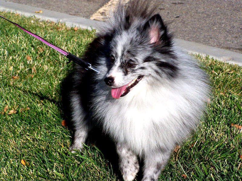 Pomeranian-Australian Shepherd dog mix on a leash