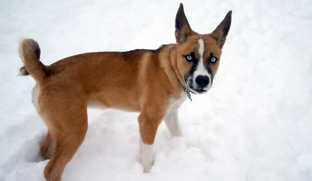 Pitsky dog in the snow