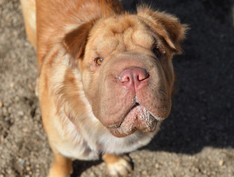Shar Pei - Spaniel Mix, Cocker-Pei dog mix standing on ground
