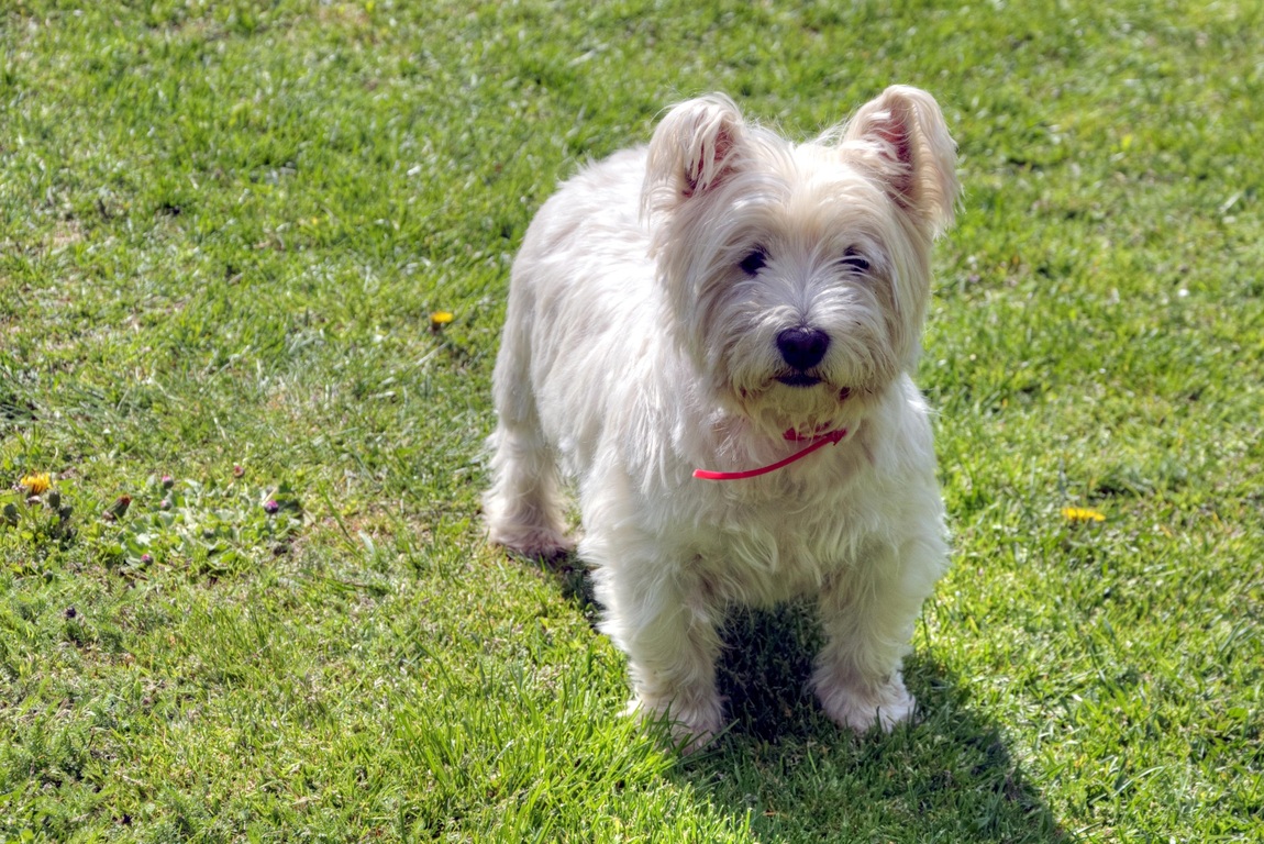 West Highland Yorkshire Terrier mix dog