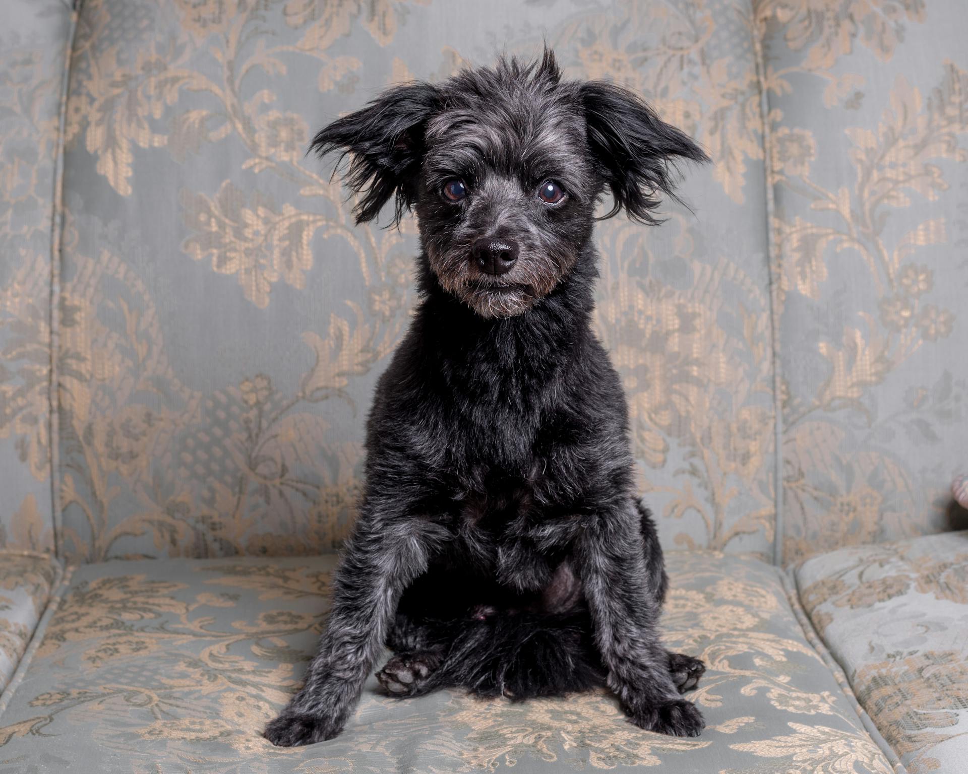 chihuahua and miniature schnauzer mix