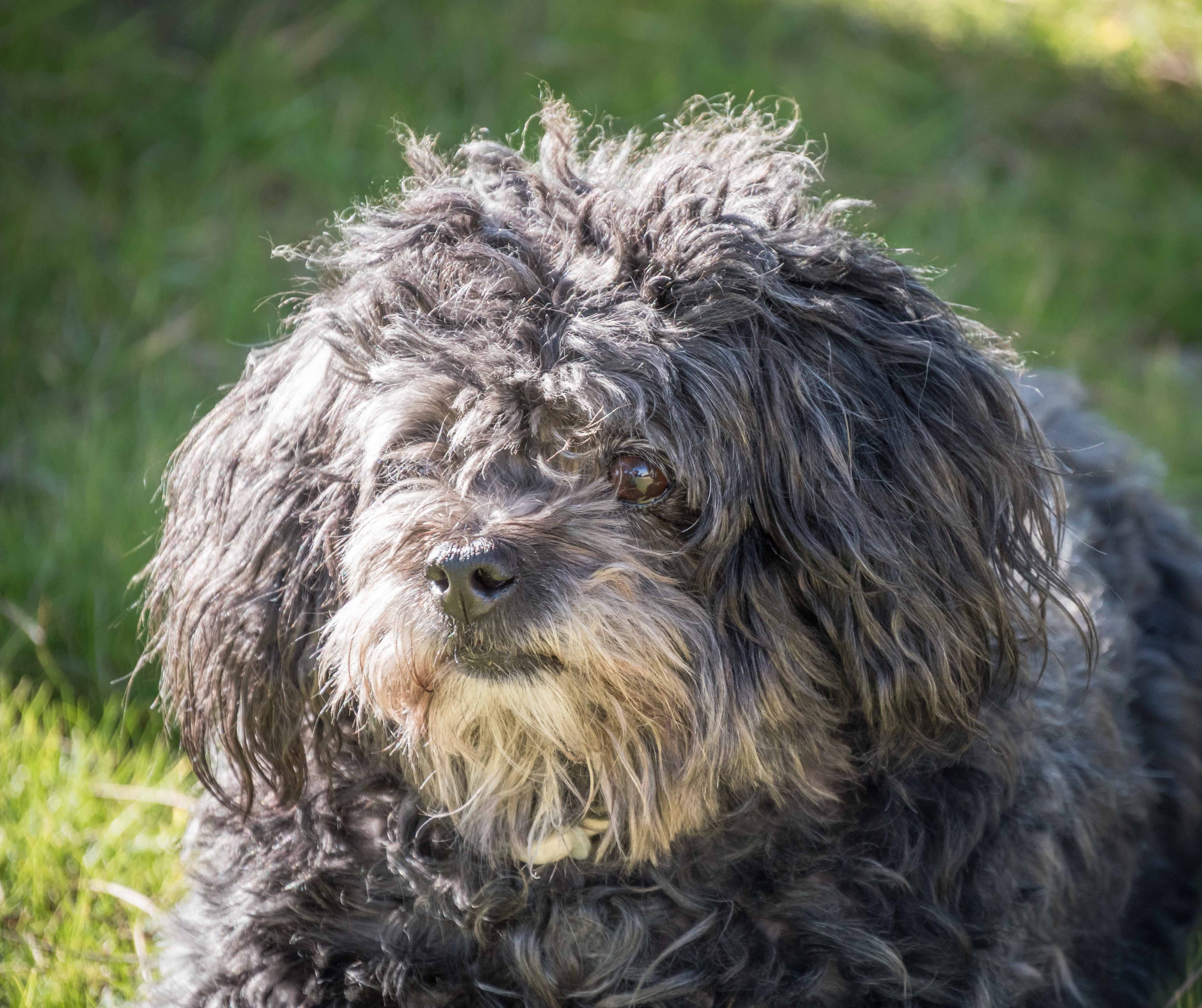 Affenpinscher and Poodle mix dog, Affenpoo