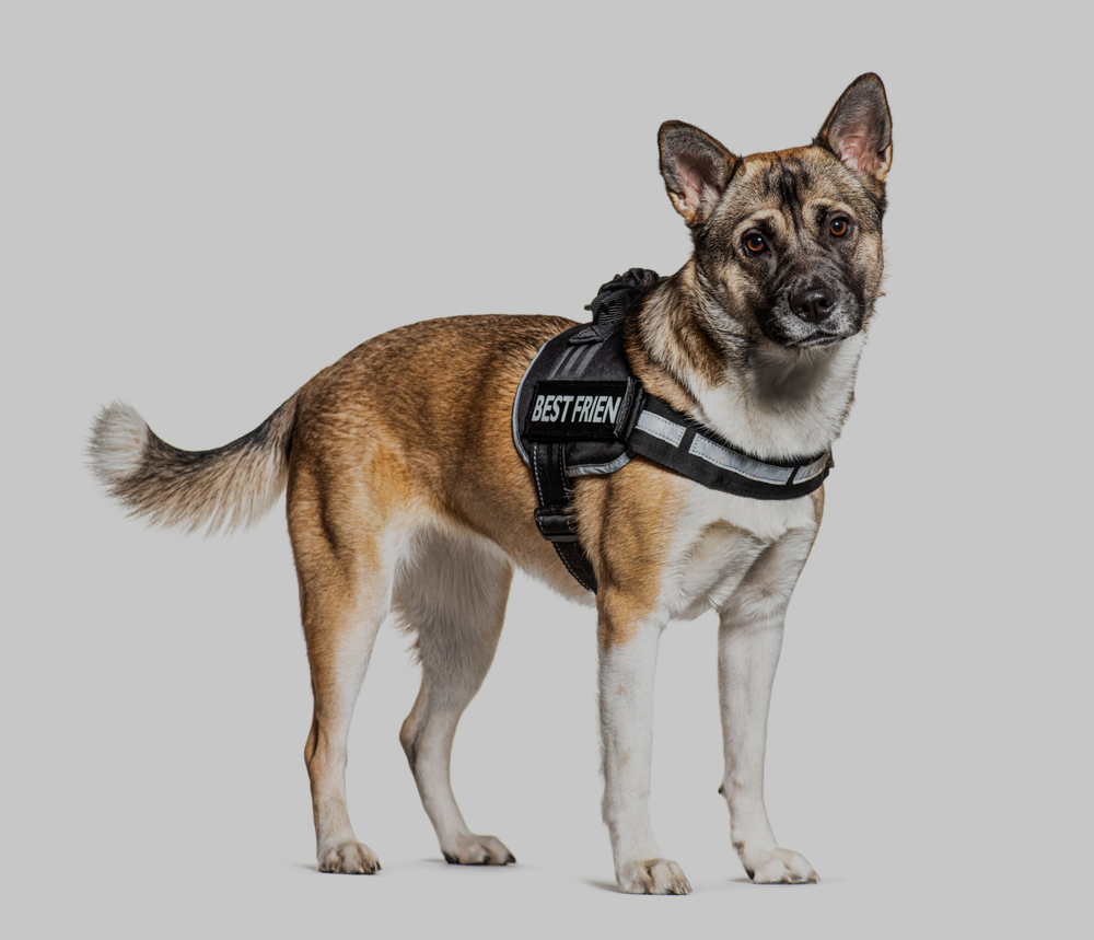 Akita-Shepherd breed