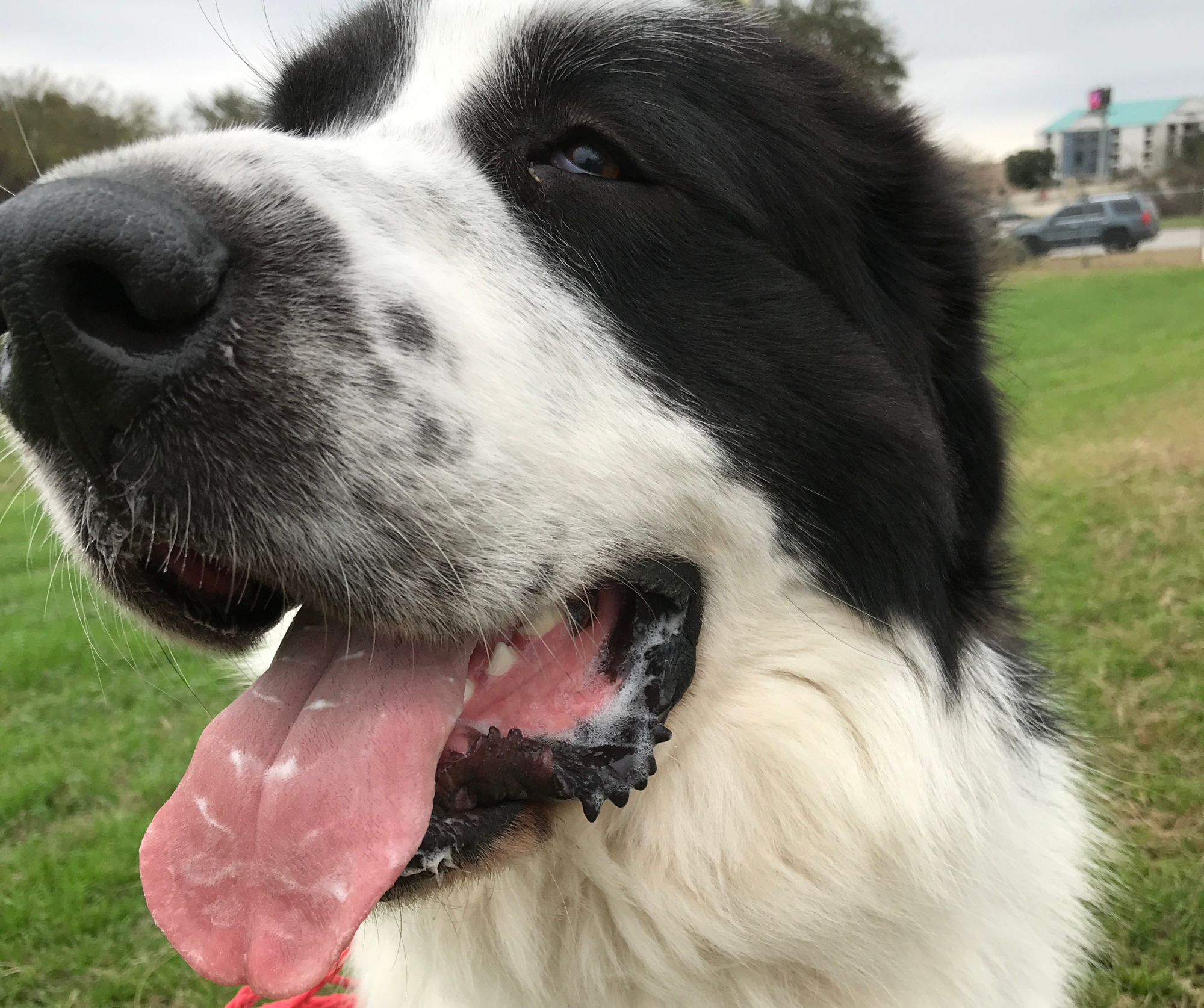 saint bernard/great pyrenees mixed dog, Saint Pyrenees