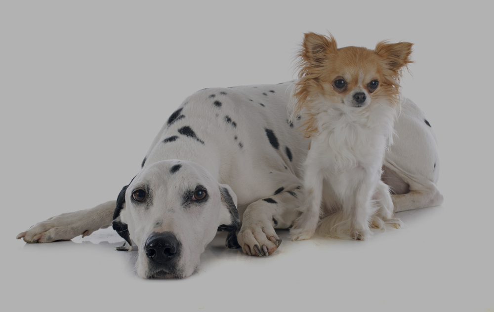 dalmatian dog and chihuahua