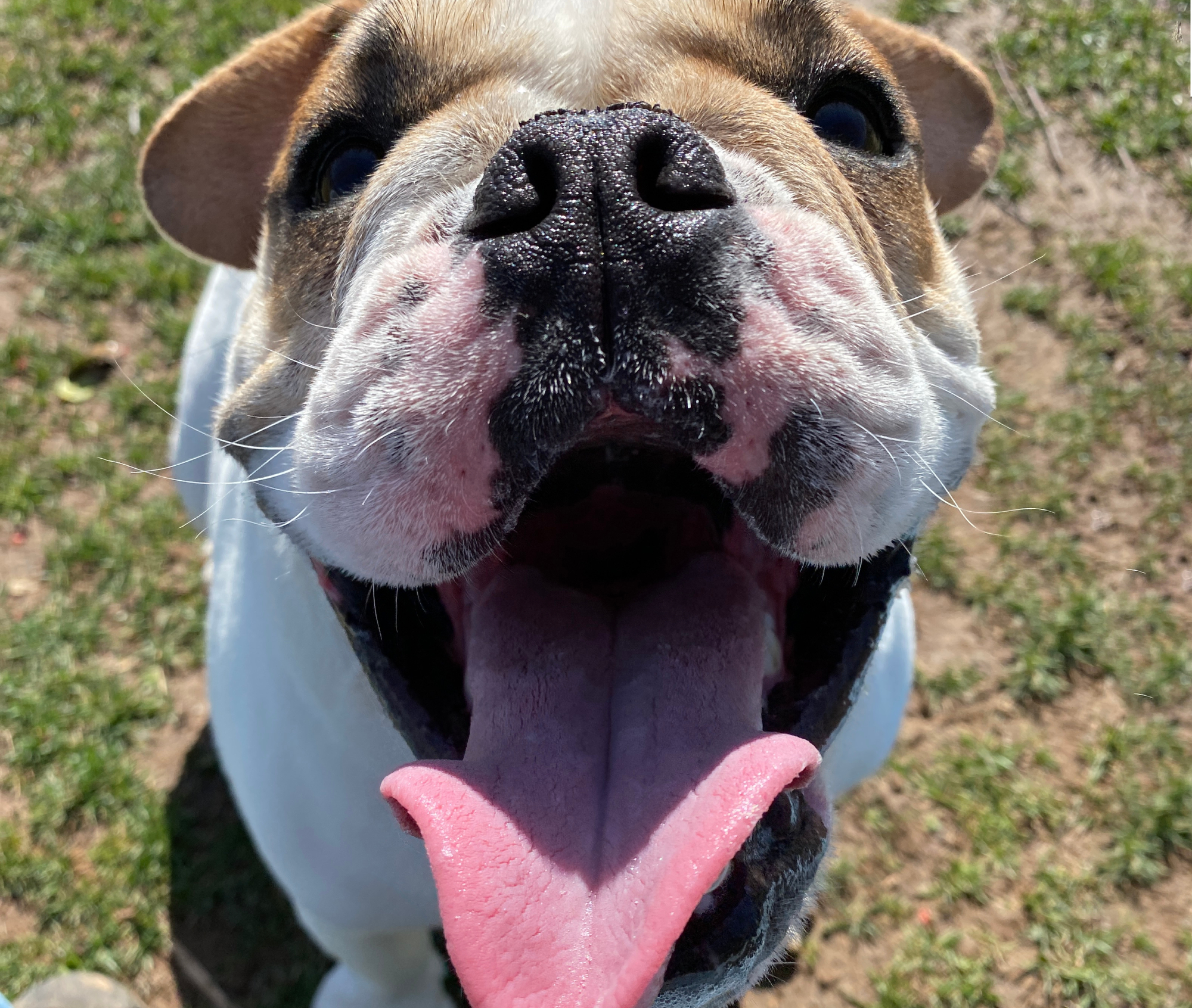 American Bulldog and Beagle mix, beabull at park